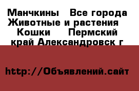 Манчкины - Все города Животные и растения » Кошки   . Пермский край,Александровск г.